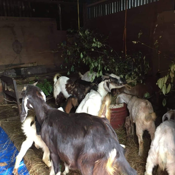 Low interest loan for livestock rearing